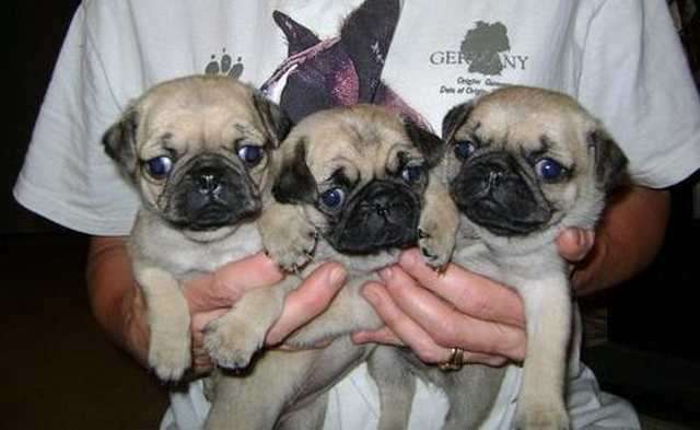 drei süsse kleine Mopsbabys